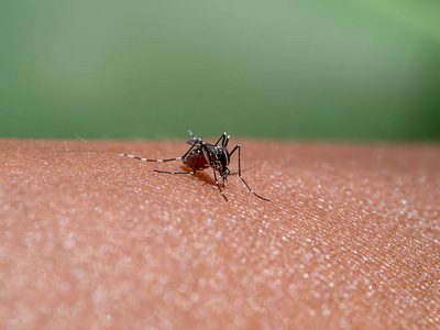 蚊子在皮肤上吸血。