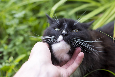 一个男人抚摸他心爱的黑色毛茸茸的猫照片