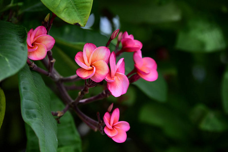 花园里五颜六色的花。梅花盛开。花园里美丽的花在夏天绽放。点缀着正式的花园。 公园。 美丽的花园。