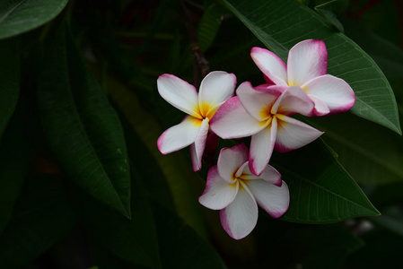 花园里五颜六色的花。梅花盛开。花园里美丽的花在夏天绽放。点缀着正式的花园。 公园。 美丽的花园。