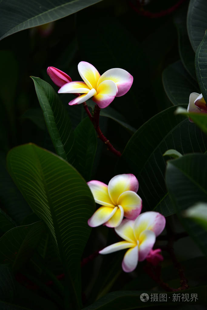 花园里五颜六色的花。花园里美丽的花在夏天绽放。 公园。 美丽的花园。