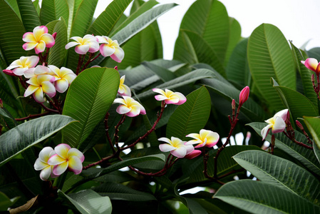 花园里五颜六色的花。梅花盛开。花园里美丽的花在夏天绽放。点缀着正式的花园。 公园。 美丽的花园。