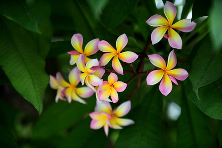 花园里五颜六色的花。梅花盛开。花园里美丽的花在夏天绽放。点缀着正式的花园。 公园。 美丽的花园。