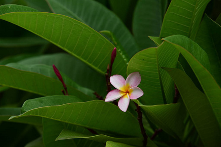 花园里五颜六色的花。梅花盛开。花园里美丽的花在夏天绽放。点缀着正式的花园。 公园。 美丽的花园。