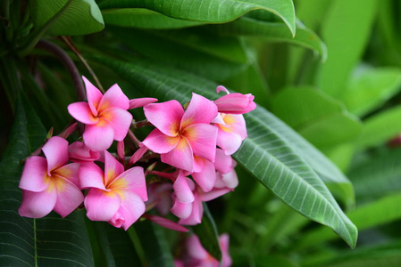 花园里五颜六色的花。梅花盛开。花园里美丽的花在夏天绽放。点缀着正式的花园。 公园。 美丽的花园。