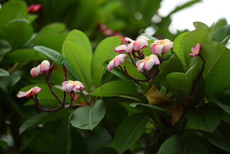 花园里五颜六色的花。梅花盛开。花园里美丽的花在夏天绽放。点缀着正式的花园。 公园。 美丽的花园。