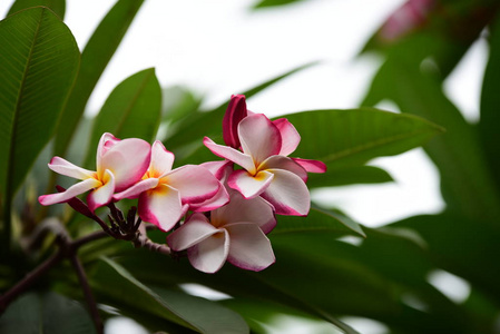 花园里五颜六色的花。梅花盛开。花园里美丽的花在夏天绽放。点缀着正式的花园。 公园。 美丽的花园。