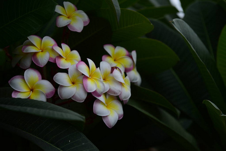 花园里五颜六色的花。梅花盛开。花园里美丽的花在夏天绽放。点缀着正式的花园。 公园。 美丽的花园。