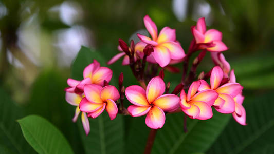 花园里五颜六色的花。梅花盛开。花园里美丽的花在夏天绽放。点缀着正式的花园。 公园。 美丽的花园。