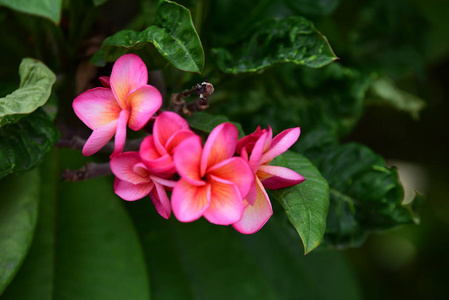 花园里五颜六色的花。梅花盛开。花园里美丽的花在夏天绽放。点缀着正式的花园。 公园。 美丽的花园。