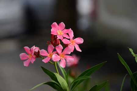 花园里五颜六色的花。梅花盛开。花园里美丽的花在夏天绽放。点缀着正式的花园。 公园。 美丽的花园。