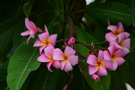 花园里五颜六色的花。梅花盛开。花园里美丽的花在夏天绽放。点缀着正式的花园。 公园。 美丽的花园。