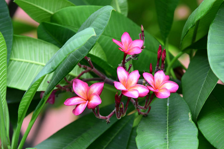 花园里五颜六色的花。梅花盛开。花园里美丽的花在夏天绽放。点缀着正式的花园。 公园。 美丽的花园。