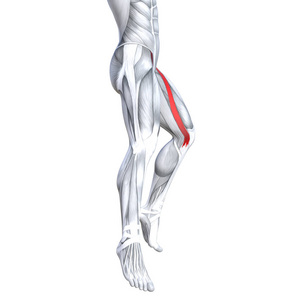 概念概念3图适合强壮的前腿，下腿，人的解剖，解剖，肌肉，孤立的白色背景，身体，医疗，肌腱，脚，生物健身，肌肉系统。