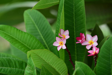 五颜六色的花。一组黄色白色和粉红色的花FrangipaniPluseria，白色和黄色的Frangipani花，背景是叶子