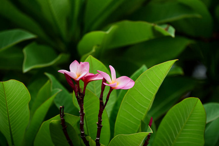 五颜六色的花。一组黄色白色和粉红色的花FrangipaniPluseria，白色和黄色的Frangipani花，背景是叶子