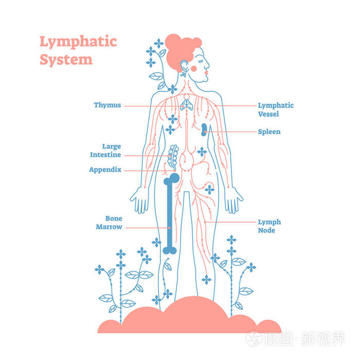 淋巴循环路径图片