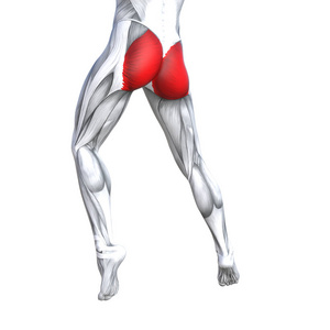 概念概念3图适合强壮的背部，上腿，人体解剖，解剖，肌肉，孤立的白色背景，身体，医疗，肌腱，脚，生物健身，肌肉系统。