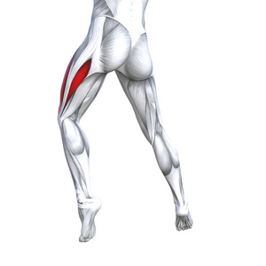 概念概念3图适合强壮的背部，上腿，人体解剖，解剖，肌肉，孤立的白色背景，身体，医疗，肌腱，脚，生物健身，肌肉系统。