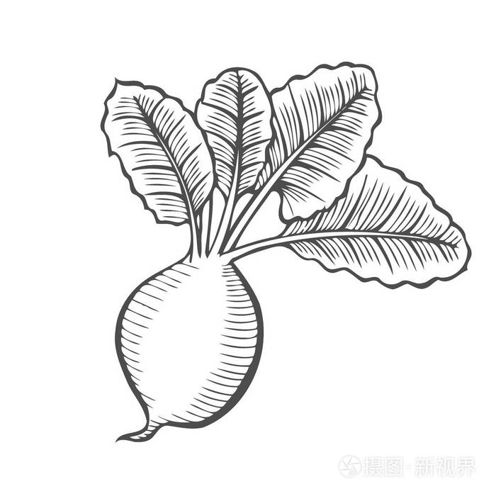 插画 根和块茎蔬菜插图手工绘制的新鲜紫色萝卜或芸苔属植物的草图
