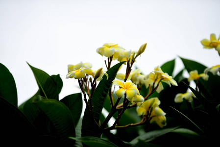 花园里五颜六色的花。梅花盛开。花园里美丽的花在夏天绽放。点缀着正式的花园。 公园。 美丽的花园。