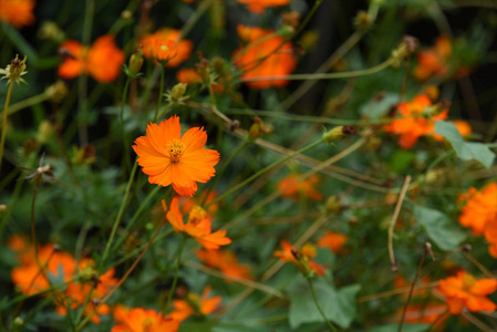 花园里五颜六色的花。梅花盛开。花园里美丽的花在夏天绽放。点缀着正式的花园。 公园。 美丽的花园。