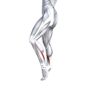 人的解剖,解剖,肌肉,孤立的白色背景,身体,医疗,肌腱,脚,生物健身