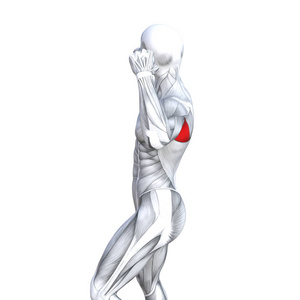 概念概念3图适合强壮的后腿，人的解剖，解剖，肌肉，孤立的白色背景，身体，医疗，肌腱，脚，生物健身，肌肉系统。