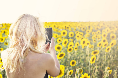 阳光下的向日葵。 向日葵领域的女孩后景。 幸福的年轻女子在电话里拍了一张照片，在新鲜的向日葵田野秋天的自然收获季节的概念