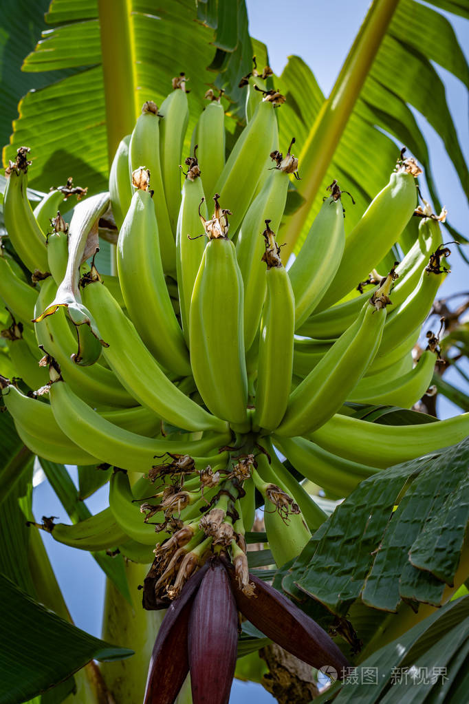 它的树上有一大群年轻的绿色芭蕉,类似于香蕉,但体积更大.