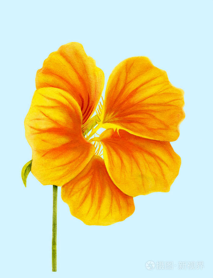 植物写实艺术. 水彩画. 手绘详细插图.