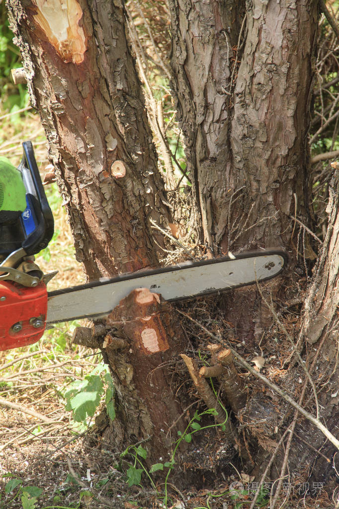 用电锯把人砍树砍树