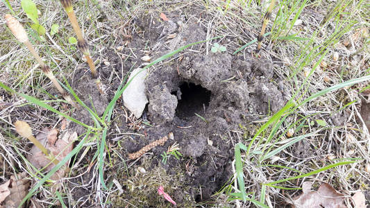 加拿大鹅科田鼠的洞穴照片