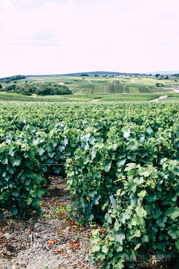 欧洲田野农村收获夏树户外场景农业山农村葡萄葡萄园植物风景天空观日