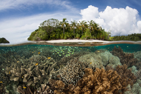 一个美丽的珊瑚礁生长在印度尼西亚的一个偏远的热带岛屿附近。 这个赤道地区被称为珊瑚三角形的中心，因为它令人难以置信的海洋生物多样