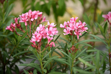 花园里五颜六色的花。梅花盛开。花园里美丽的花在夏天绽放。点缀着正式的花园。 公园。 美丽的花园。