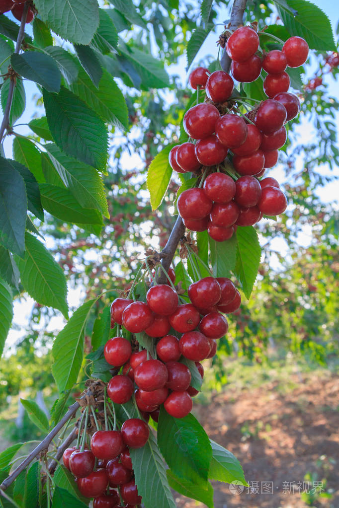 夏天树枝上挂着成熟樱桃的浆果