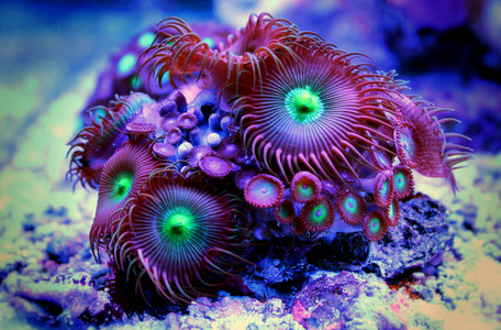 珊瑚礁水族箱内的动物息肉图片