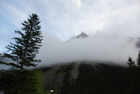 云杉林的山雾风景