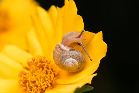 婆罗洲黄叶上可爱的棕色蜗牛的宏观图像