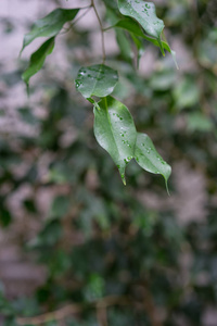 蔷薇科绿叶近景