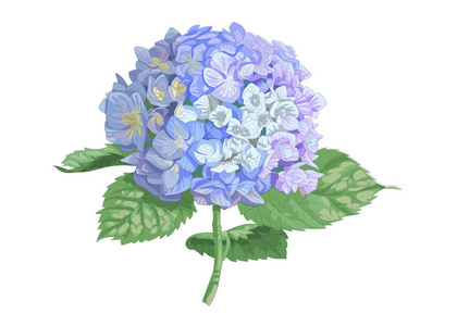 绣球花的插图图片-绣球花的插图素材-绣球花的插图插画-摄图新视界