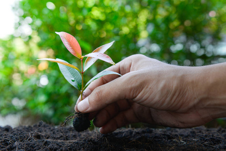 人手正在用阳光把植物种在泥土上