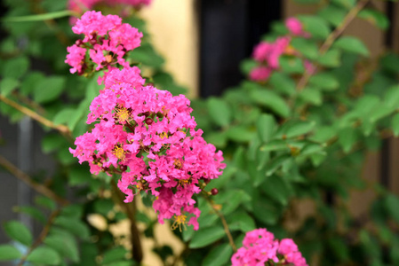 花园里五颜六色的花。梅花盛开。花园里美丽的花在夏天绽放。点缀着正式的花园。 公园。 美丽的花园。