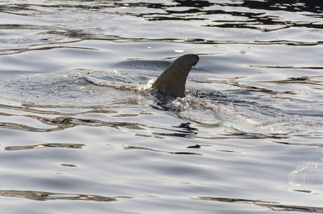 热那亚水面上的海豚