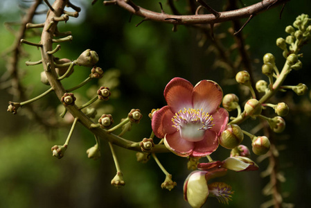 花园里五颜六色的花。梅花盛开。花园里美丽的花在夏天绽放。点缀着正式的花园。 公园。 美丽的花园。