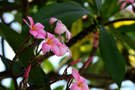 花园里五颜六色的花。梅花盛开。花园里美丽的花在夏天绽放。点缀着正式的花园。 公园。 美丽的花园。