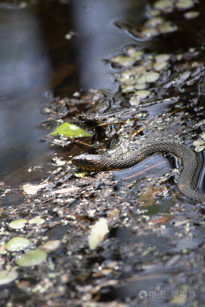 宽带水蛇nerodiafasiataconfluens在海湾的死水中游泳