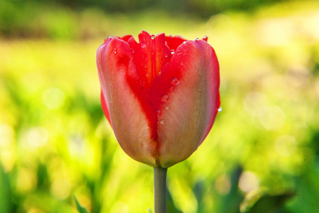 花红郁金香开始绽放花蕾。 在柔和的阳光和模糊的背景下，花园或公园在柔和的阳光和模糊的背景下。 绚丽多彩的生态自然景观
