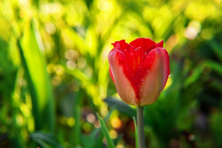 花红郁金香开始绽放花蕾。 在柔和的阳光和模糊的背景下，花园或公园在柔和的阳光和模糊的背景下。 绚丽多彩的生态自然景观
